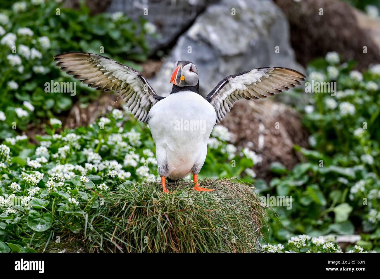 Puffin effectue des vérifications avant le vol Banque D'Images