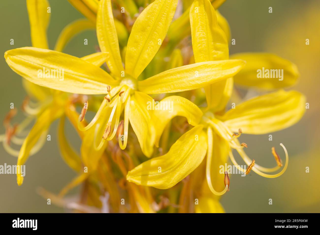 Des fleurs jaunes ressemblant à des étoiles d'une plante parfumée de l'épi du roi ( Asphodeline lutea) illuminant un jardin du début de l'été. Helen Cowles / Alamy Banque D'Images