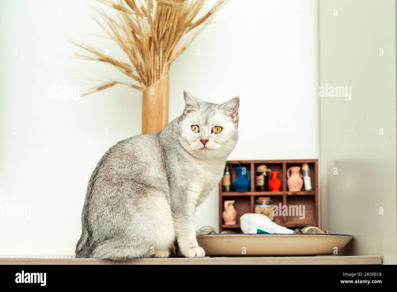 Magnifique chat britannique couleur chinchilla argent à la maison. Détails intérieurs de la chambre. Banque D'Images