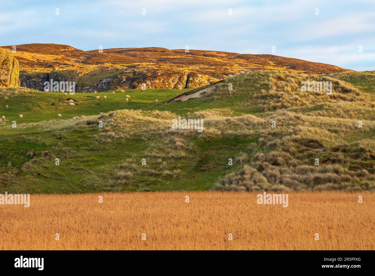 Côte de la baie de Machir. L'arrière-pays herbeux de la baie de Machir, Islay, près de Kilchoman, Islay, Argyll et Bute, Ecosse . Banque D'Images