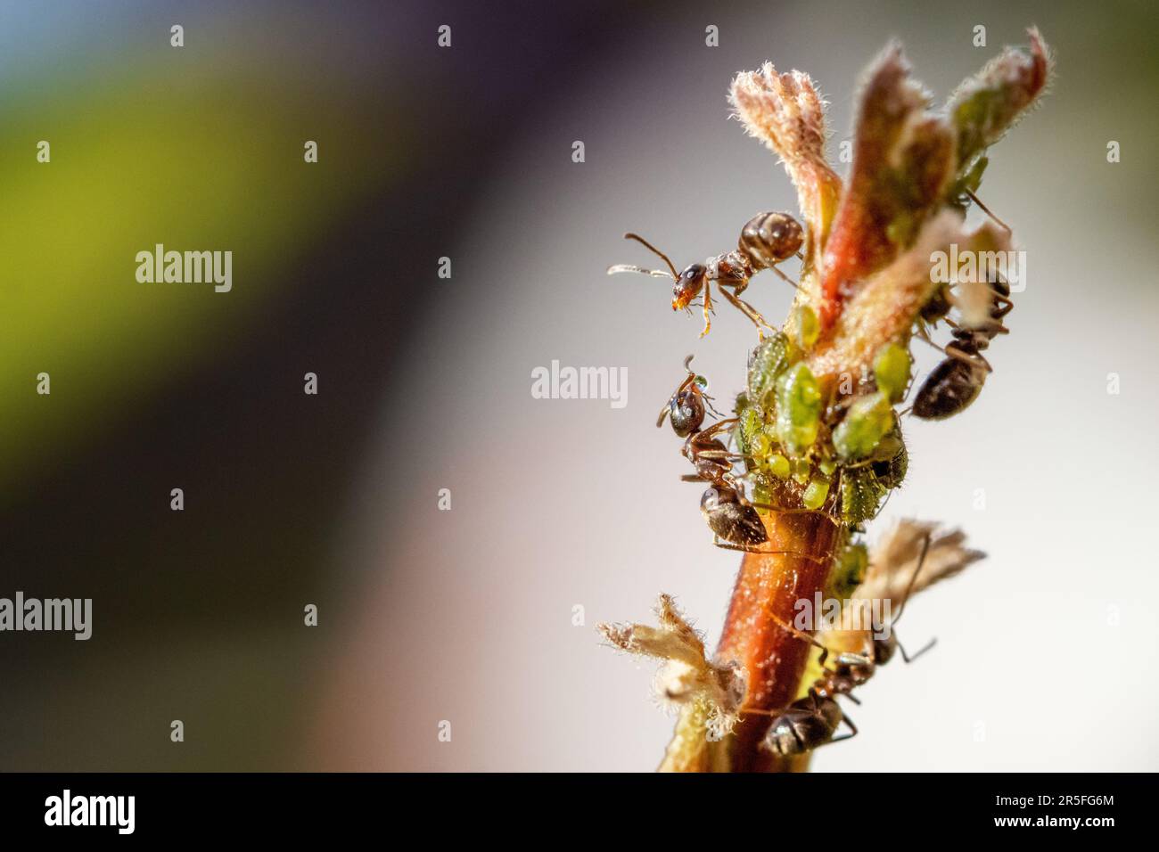 Élevage de fourmis de jardin noir (Lasius niger) pucerons verts laiteux, avec deux fourmis ayant une altercation sur le miellat. Burley-in-Wharfedale, West Yorkshire Banque D'Images