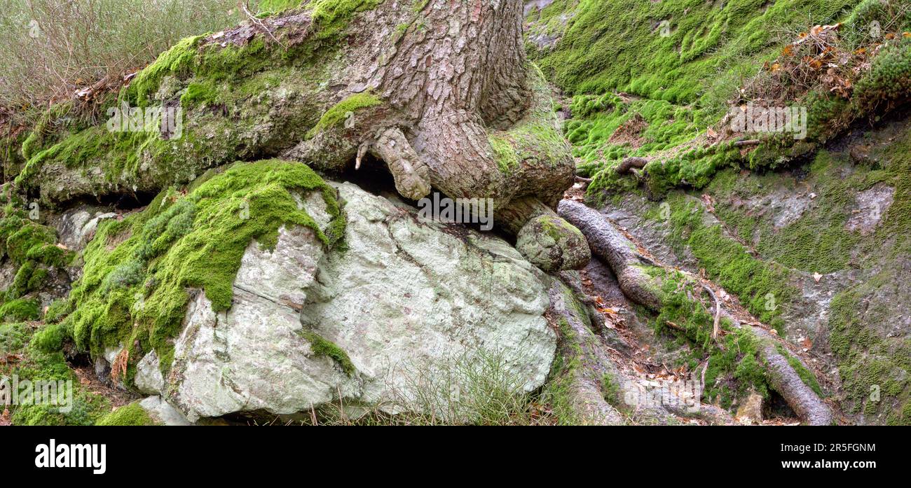 Au milieu d'un terrain rocheux, une racine d'arbre s'épanouit sur un rocher. Banque D'Images