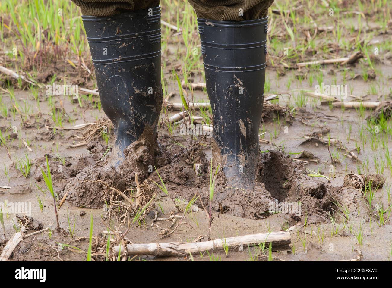 Après le déversage lourd, le fermier se tient dans ses bottes en caoutchouc dans le champ de grain boueux. Banque D'Images