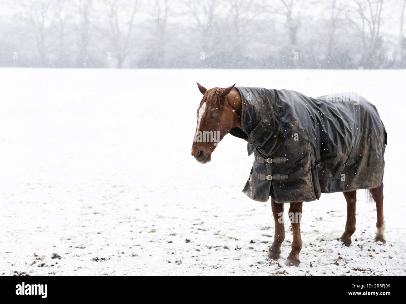 Gros plan d'un cheval avec une couverture de cheval dans la neige qui tombe en hiver, au Royaume-Uni. Banque D'Images