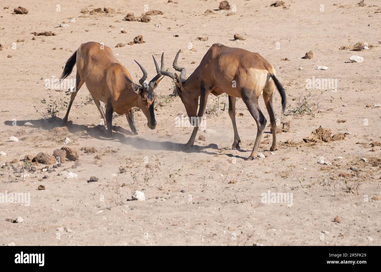 Bubale rouge Banque D'Images