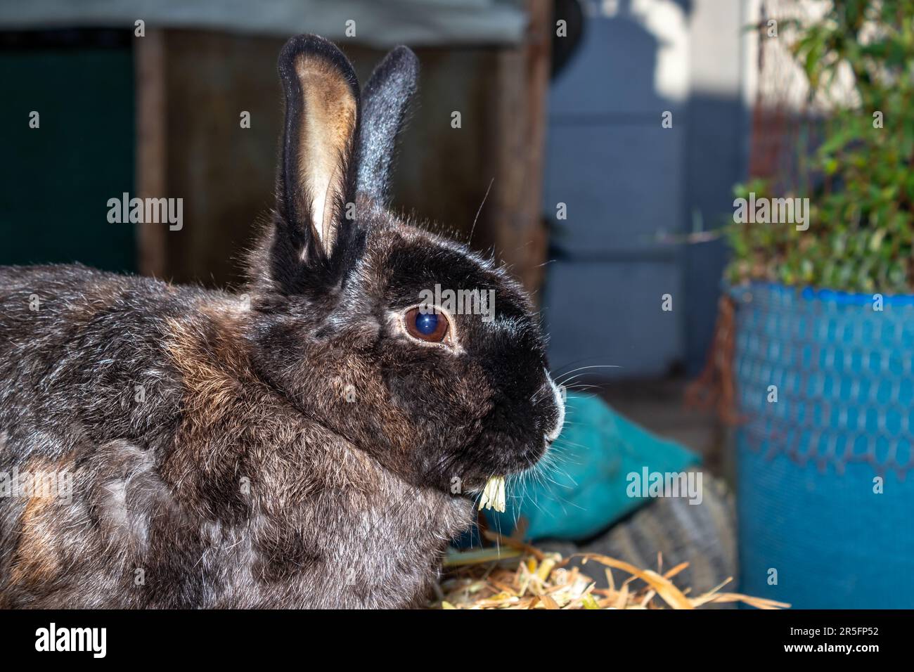 Joli lapin de famille marron, Cape Town, Afrique du Sud Banque D'Images