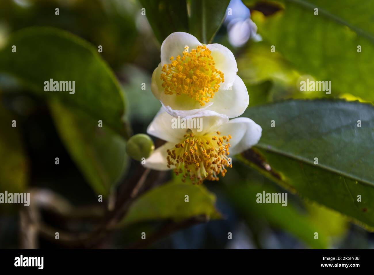 Fleur sur un plant de thé, Camellia sinensis var sinensis. Plantation de thé et de café Satemwa près de Thyolo, Malawi Banque D'Images
