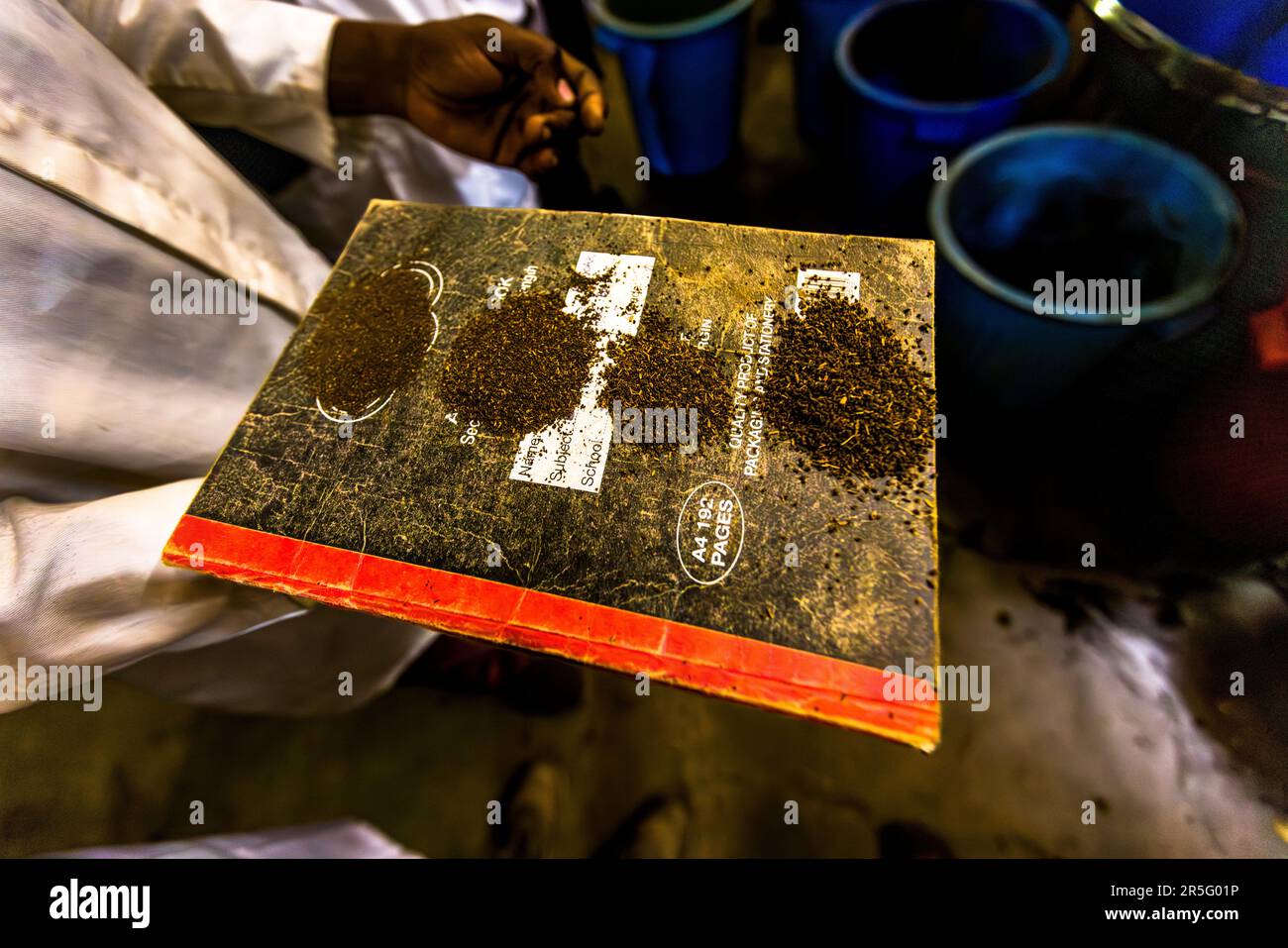 Les variétés de thé de différentes tailles de feuilles, y compris le soi-disant standard des sachets de thé, sont disposées pour inspection sur un cahier étiqueté dans l'usine de la plantation Satemwa près de Thyolo, au Malawi. Satemwa est la dernière plantation de thé familiale du Malawi. Banque D'Images