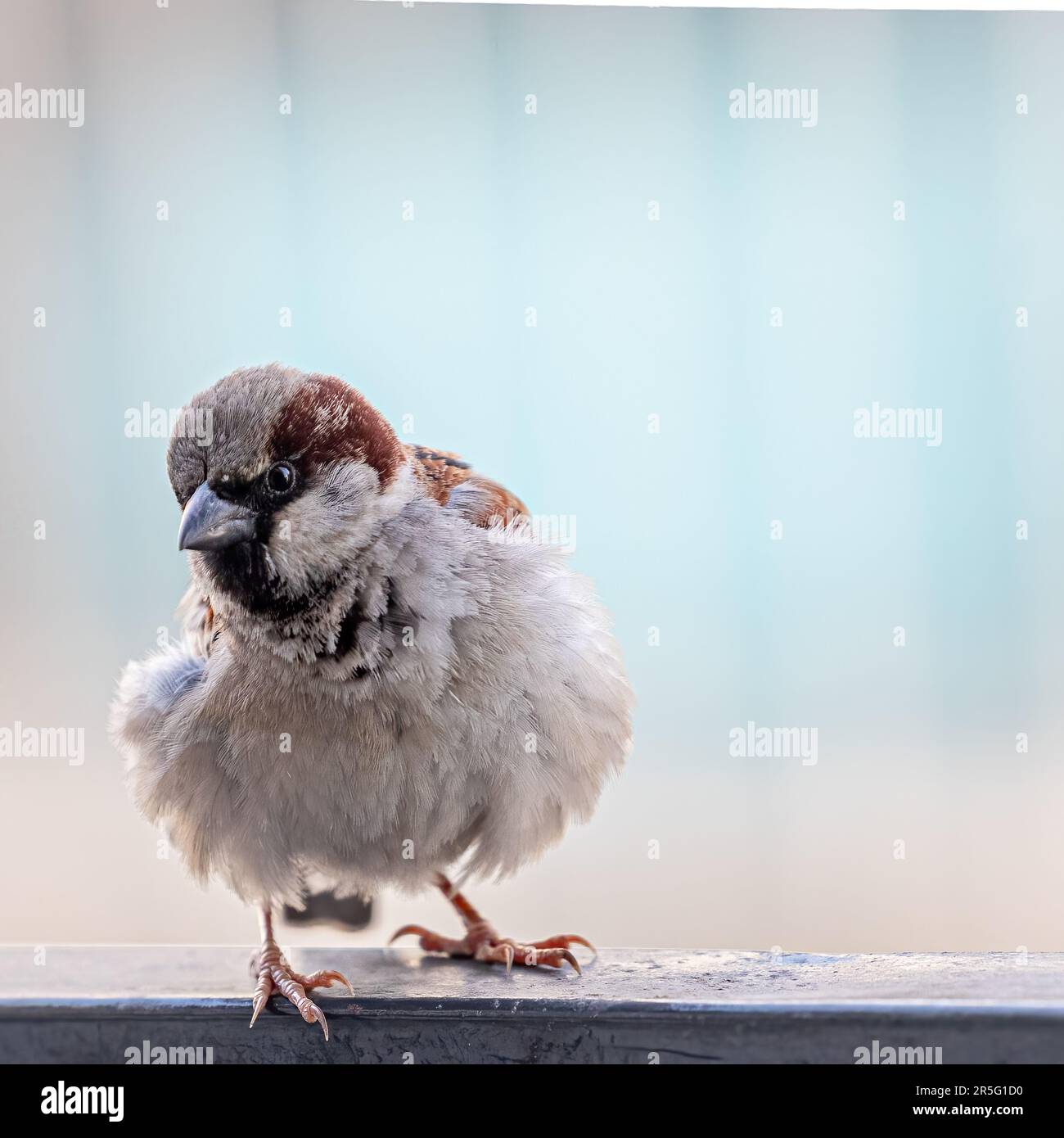 Un petit moineau qui fait bonjour Banque D'Images