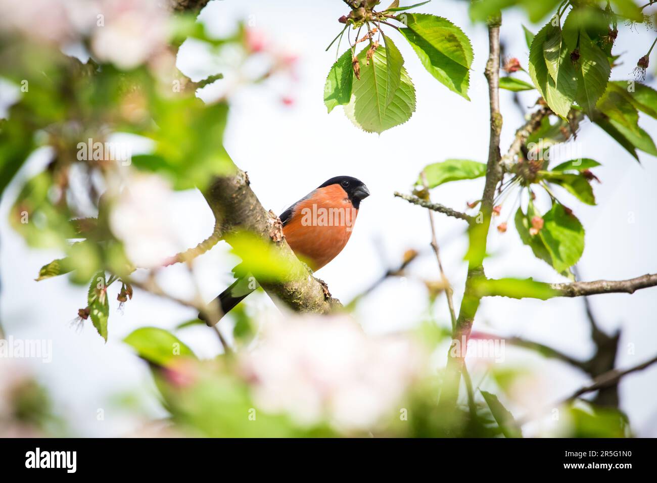 Mâle du bullfinch de l'Eurasie du Nord (Pyrrhula pyrrhula) Banque D'Images