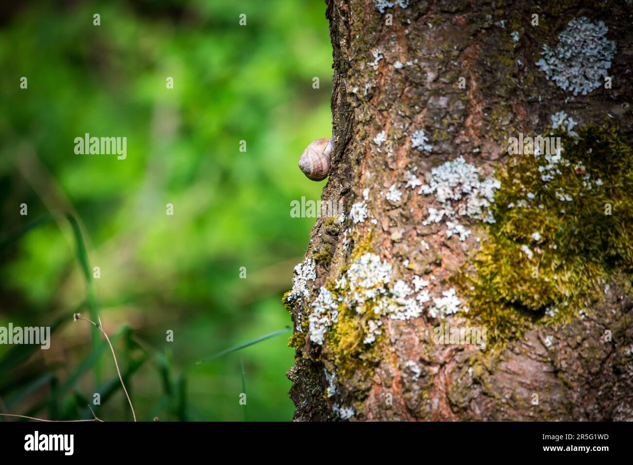 Escargot sur un arbre au printemps Banque D'Images