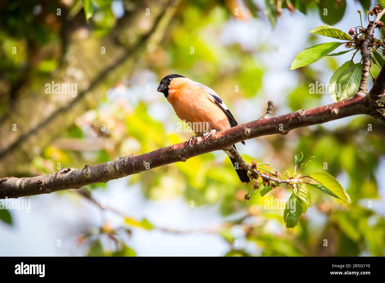 Mâle du bullfinch de l'Eurasie du Nord (Pyrrhula pyrrhula) Banque D'Images