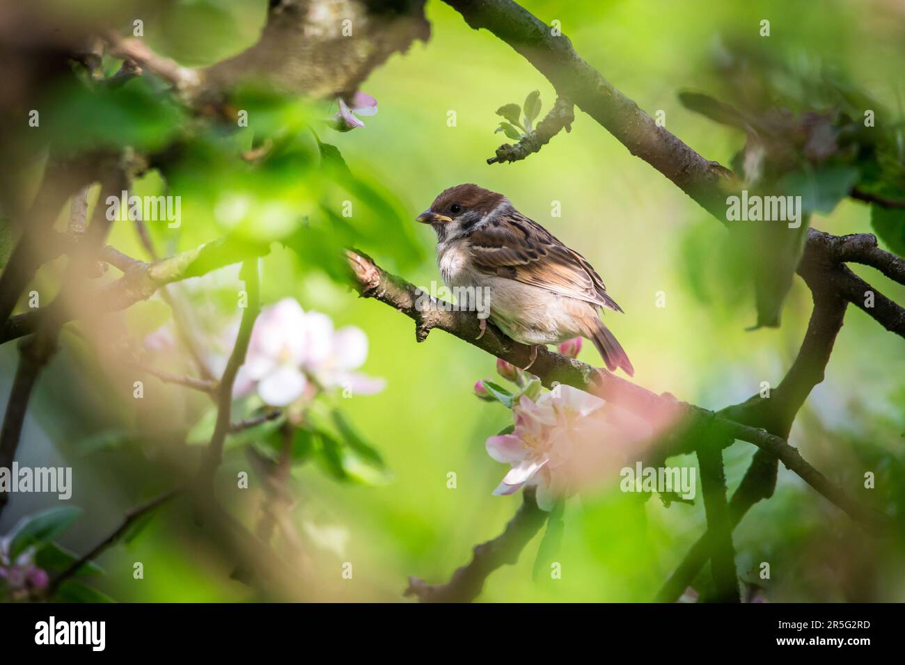 Jeune oiseau Moineau eurasien (passer montanus) Banque D'Images