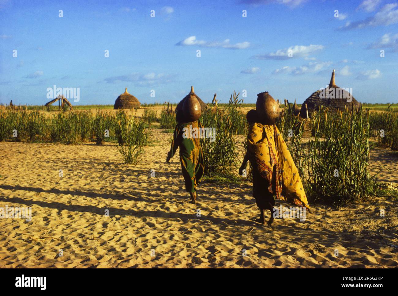 Afrique, zone de transition africaine, Tchad, Sahel, région de Kanem : les femmes Kanembu vont chercher de l'eau à travers le champ de millet près du village de Ngueleydinga. Banque D'Images