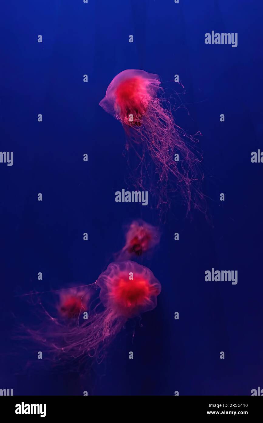 Deux méduses fluorescentes nageant piscine sous-marine aquarium avec lumière de néon rouge. Le méduse de la manée du Lion, Cyanea capillata, également connu sous le nom de gelée géante Banque D'Images