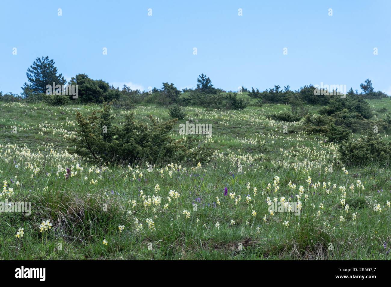 Pente de montagne couverte d'orchidées sauvages (principalement Orcis pauciflora) et d'autres fleurs sauvages dans les Apennines, en Italie centrale, en Europe, en mai Banque D'Images