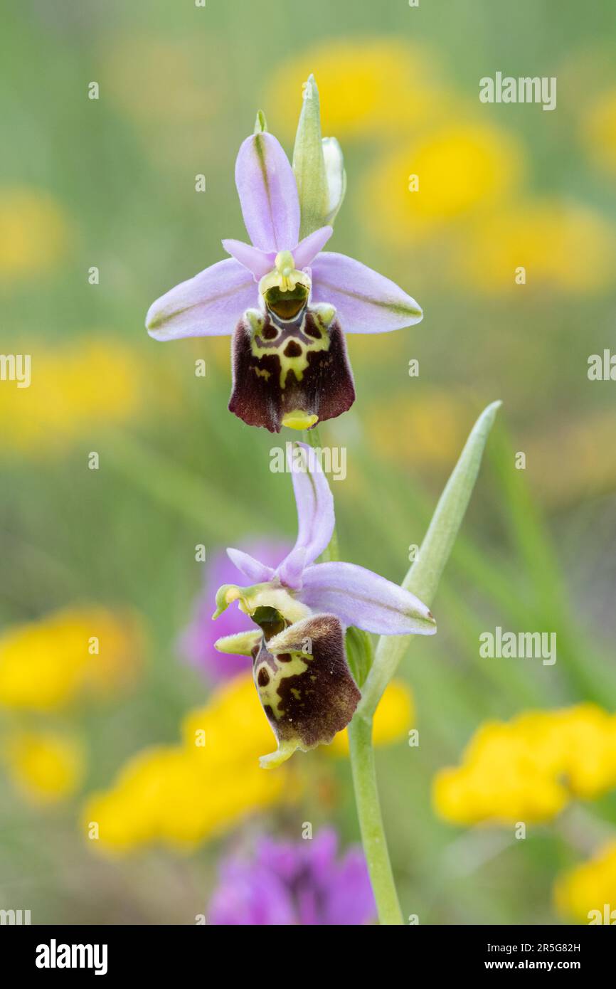 L'orchidée araignée tardive (Ophrys fuciflora) fleurit en mai dans le parc national de Sibillini, en Ombrie, en Italie, au Royaume-Uni Banque D'Images