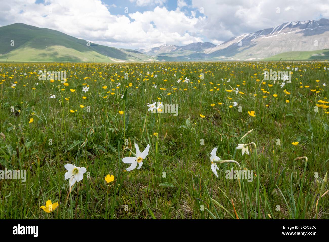 Narcisse fleurs sauvages en mai sur le plateau de Piano Grande dans le parc national de Sibillini entouré par les montagnes de Sibilline, Ombrie, Italie, Europe Banque D'Images