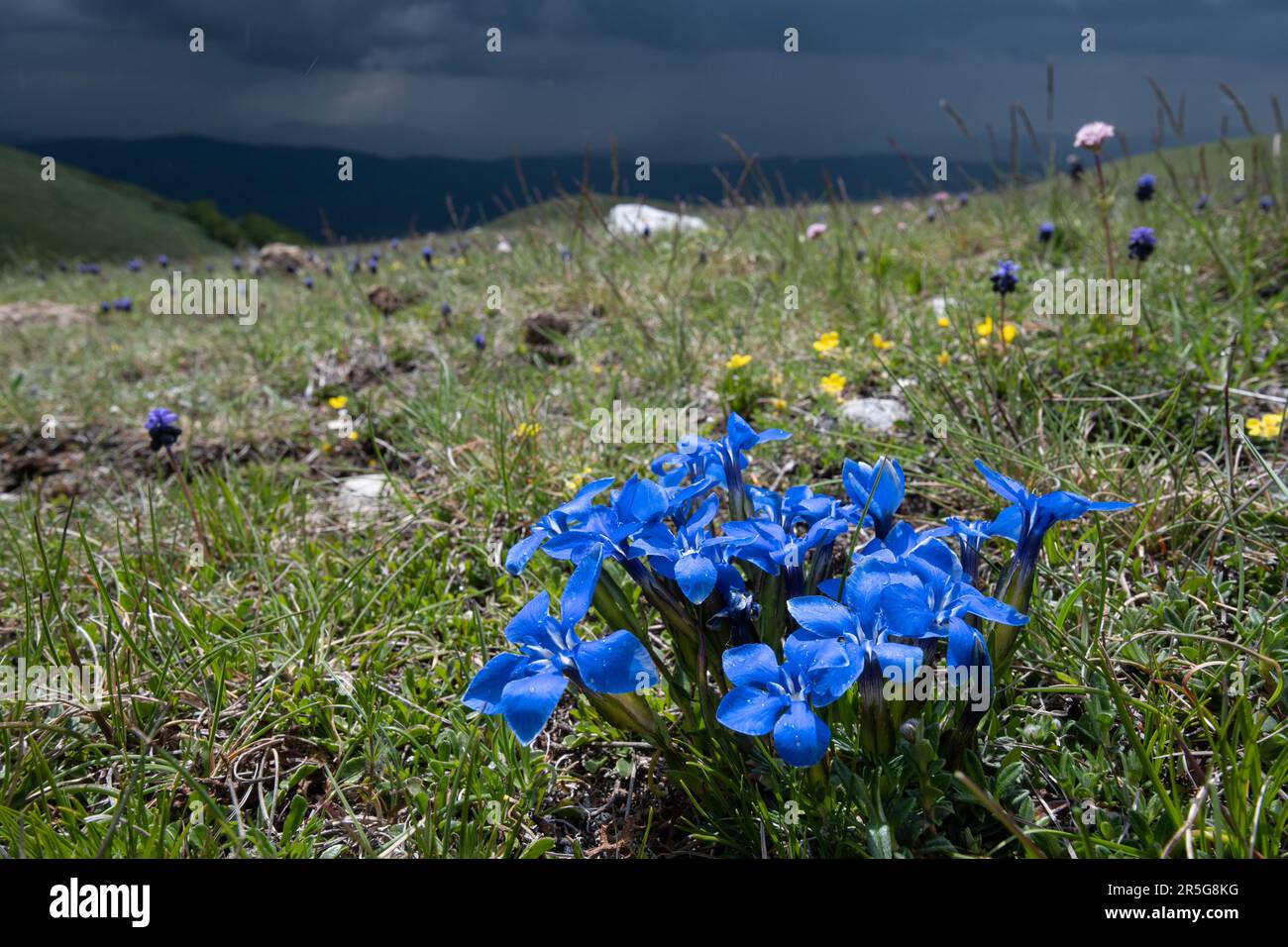 Gentianes de printemps (Gentiana verna), fleurs sauvages bleues qui poussent dans les Apennines dans le parc national de Sibillini, en Italie centrale, en Europe en mai Banque D'Images