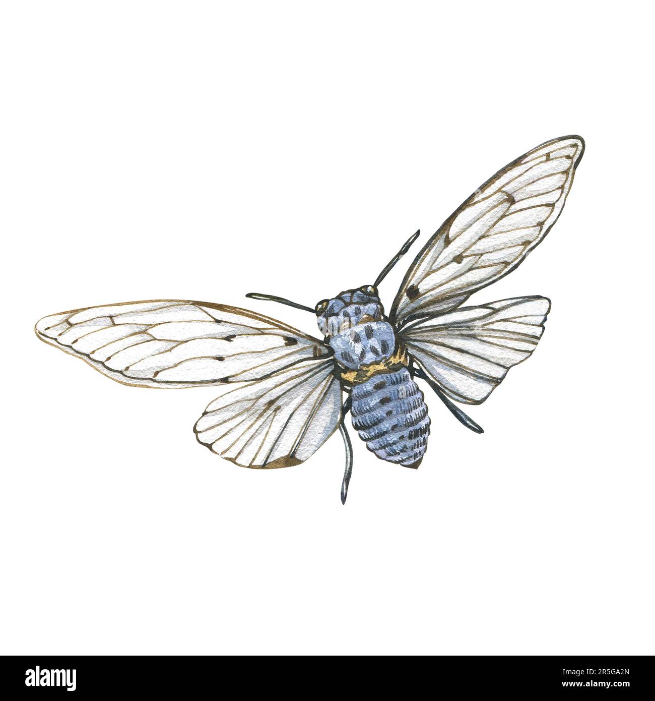 Cicada bleu et noir avec des ailes détaillées isolées sur fond blanc. Aquarelle dessin à la main illustration réaliste d'insecte pour le design bannière, pos Banque D'Images