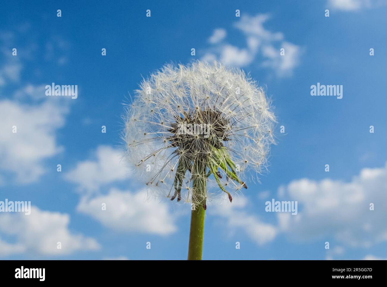 Pissenlit. Gros plan du pissenlit contre le ciel bleu avec des nuages moelleux. Fermé Bud d'un pissenlit. Banque D'Images Pissenlit. Gros plan du pissenlit contre le ciel bleu avec des nuages moelleux. Fermé Bud d'un pissenlit. Banque D'Images