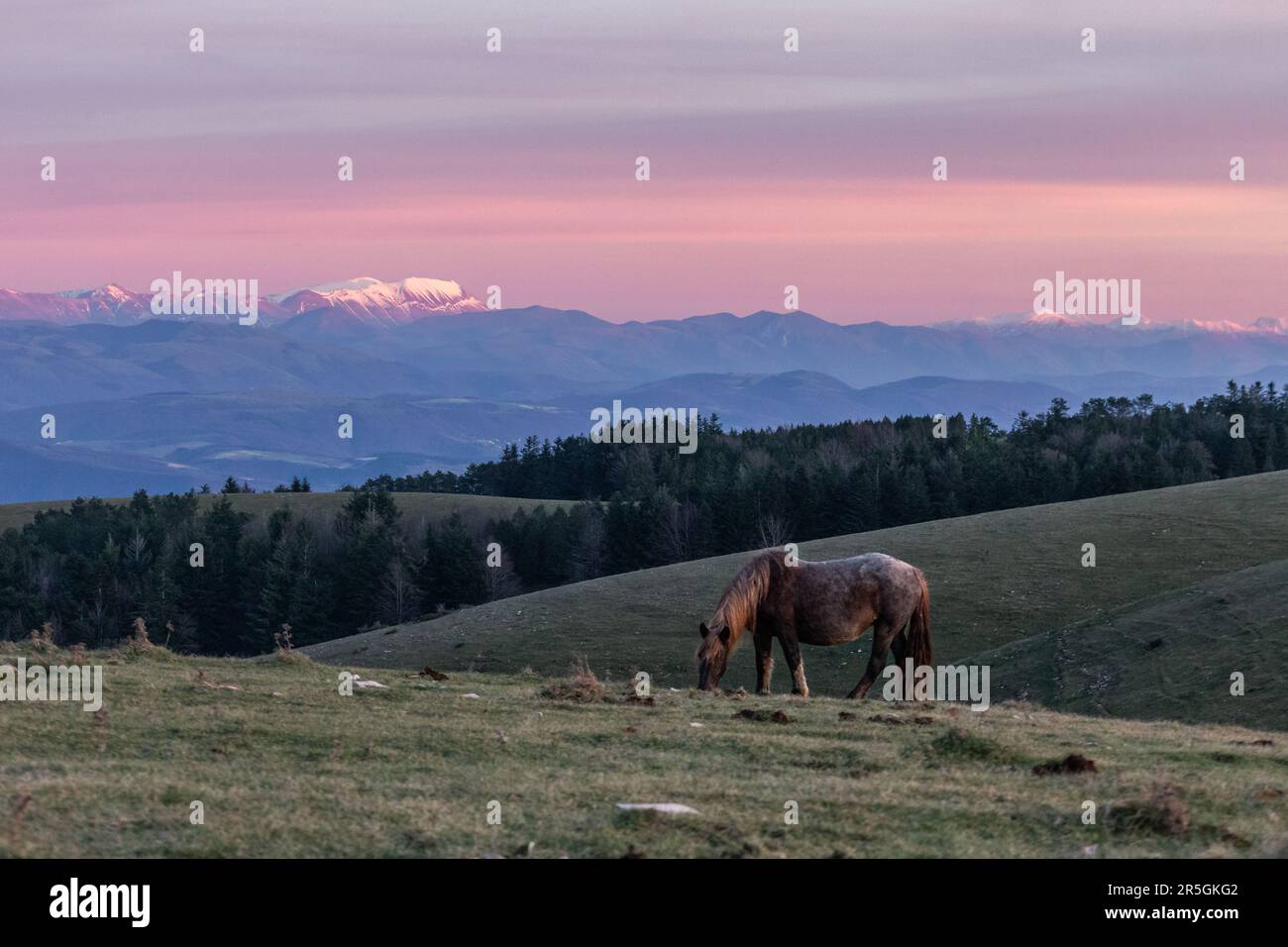 Un cheval brun pastant sur une montagne au crépuscule , avec la brume et les montagnes enneigées en arrière-plan Banque D'Images
