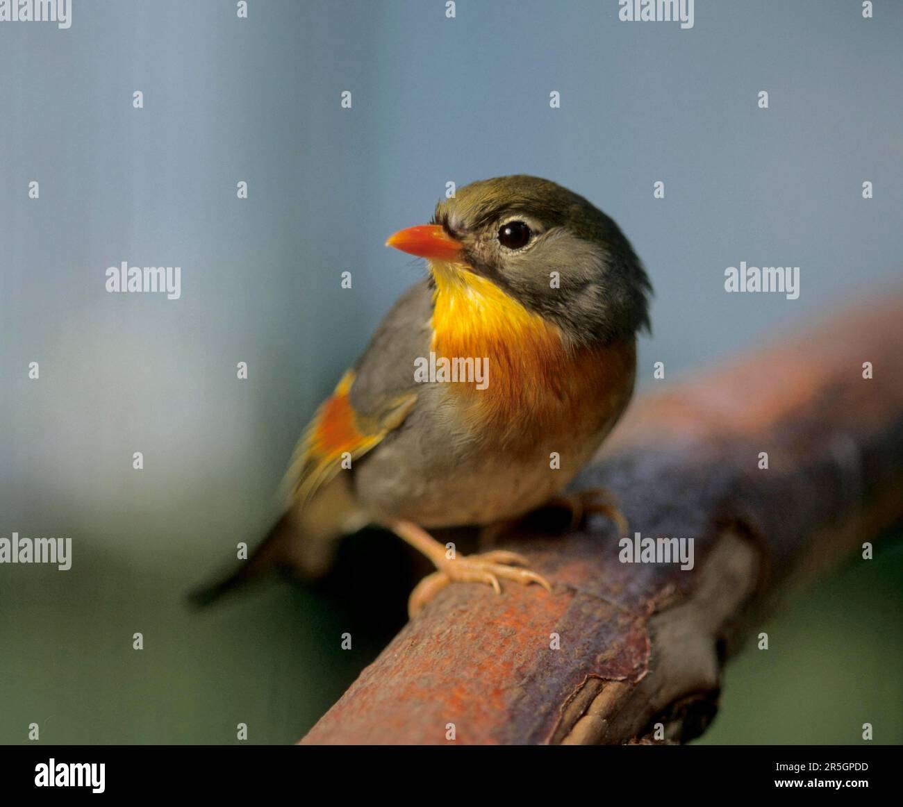 leiothrix à bec rouge (Leiothrix lutea), China Sunbird, Chinese Sunbird, China Nightingale, Chinese Nightingale Banque D'Images