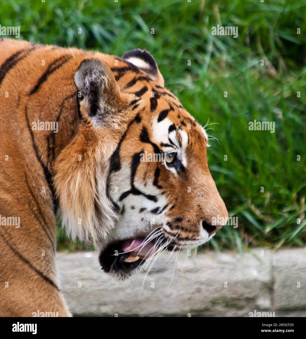 Un tigre affamé à la recherche de nourriture dans un zoo privé, Italie Banque D'Images