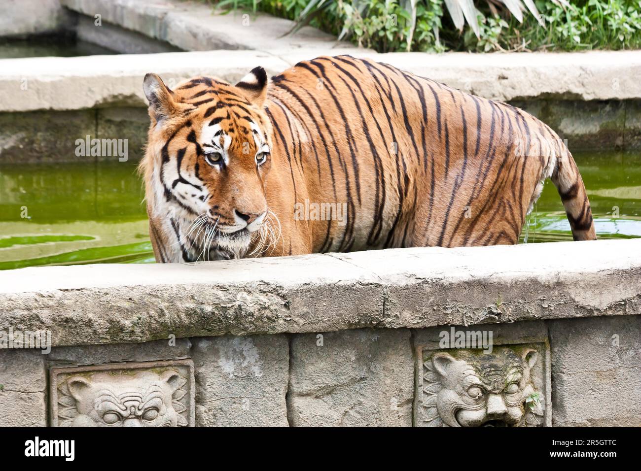 Un tigre affamé à la recherche de nourriture dans un zoo privé, Italie Banque D'Images