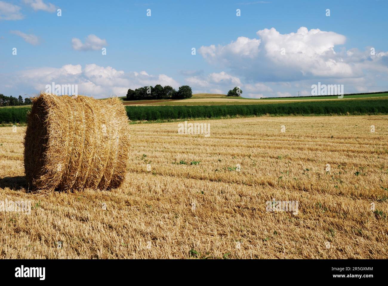 Un champ avec une balle de paille Banque D'Images
