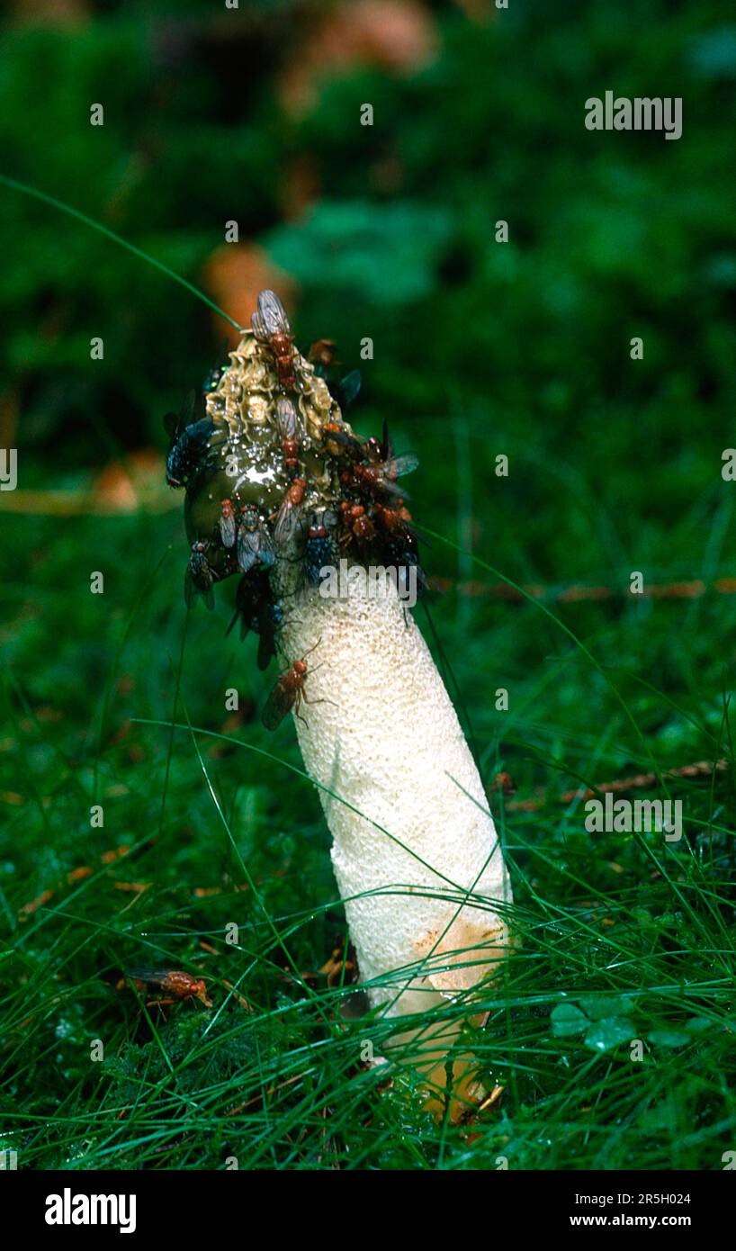 Stinkhorn, Stinkhorn commune (Phallus impudicus) Banque D'Images
