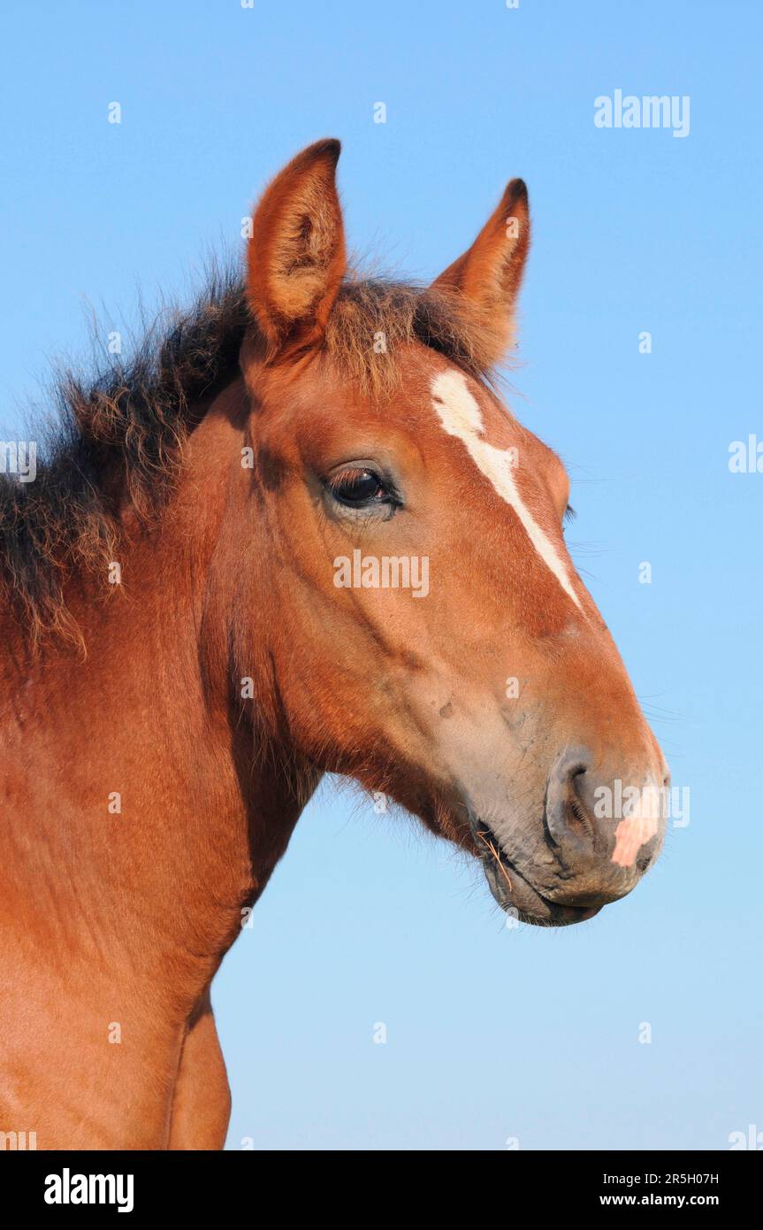 ColdBlood des Ardennes du Palatinat, Foal, ColdBlood Horse, Colt Banque D'Images