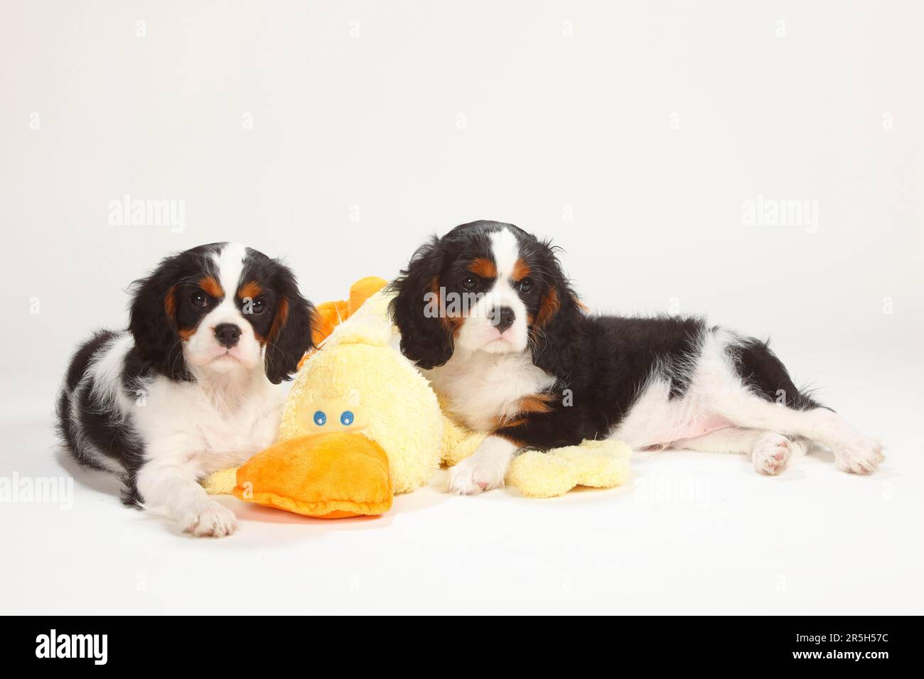 Cavalier King Charles, chiots, tricolore, 10 semaines, avec jouet en peluche,  jouet, animal bourré Photo Stock - Alamy