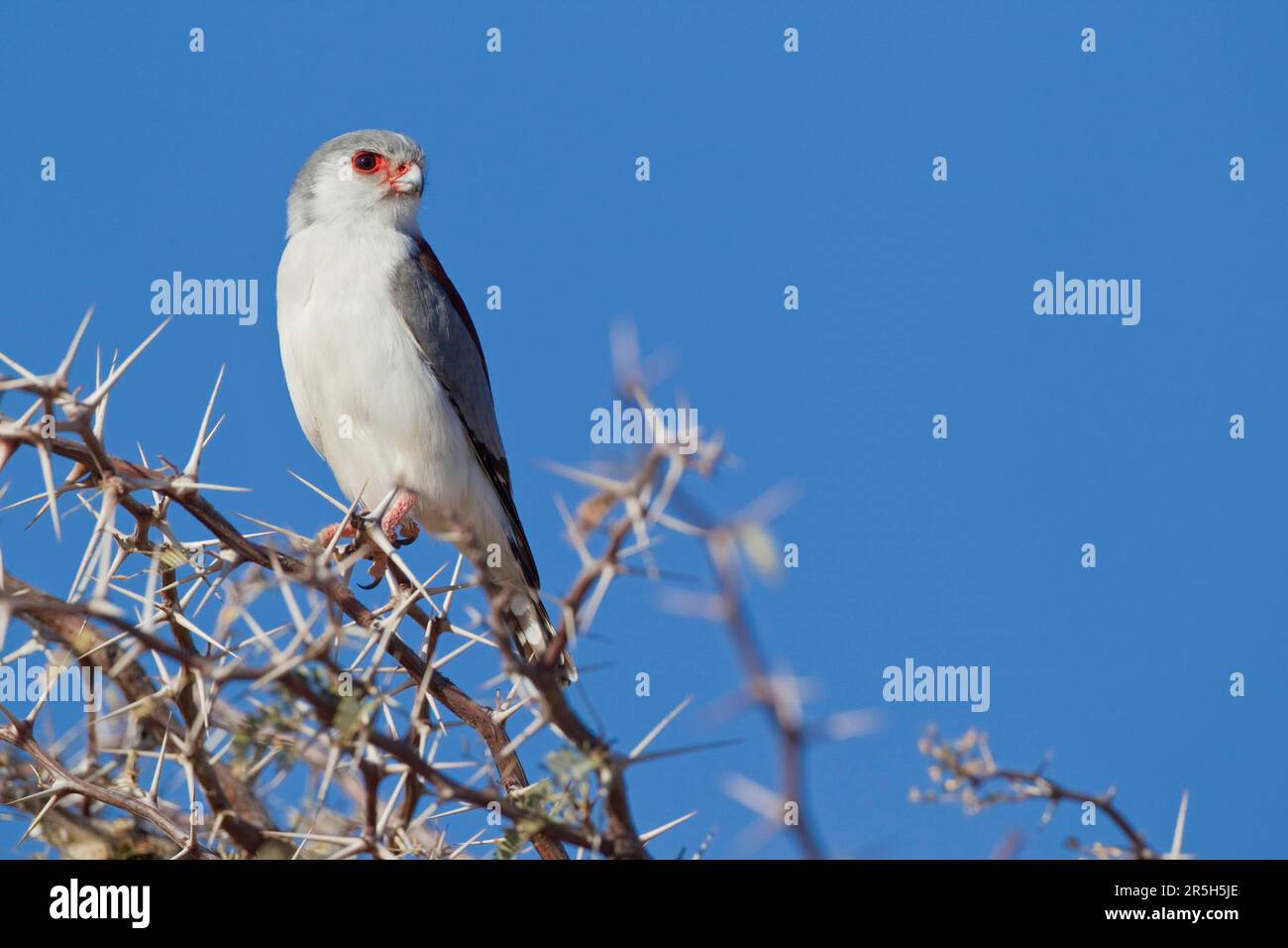 Faucon pygmée (Polihierax semitorquatus), Parc transfrontalier de Kgalagadi, Afrique du Sud Banque D'Images