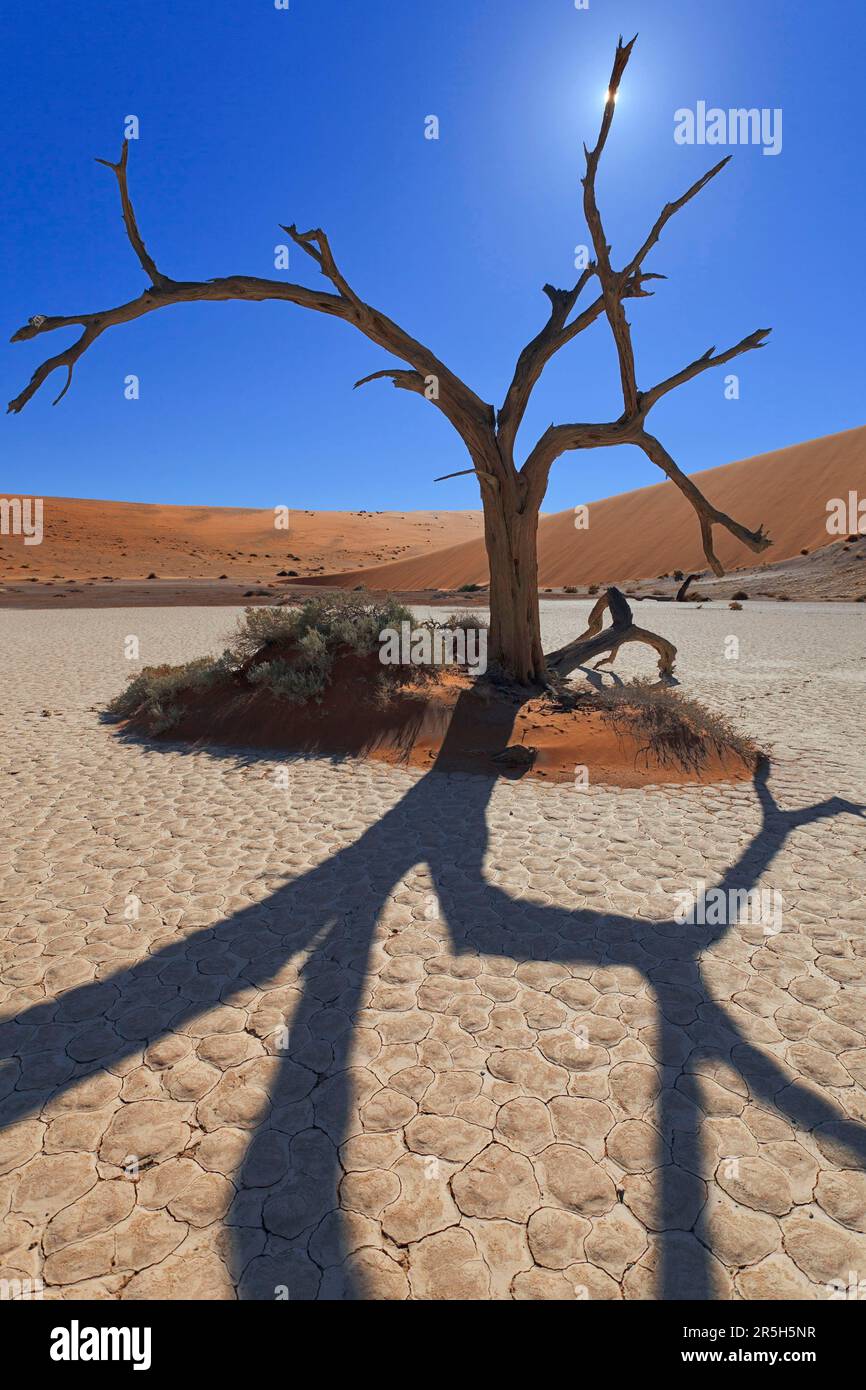 Arbre mort, Hiddenvlei, Sossusvlei, Shadow, Namibie Banque D'Images