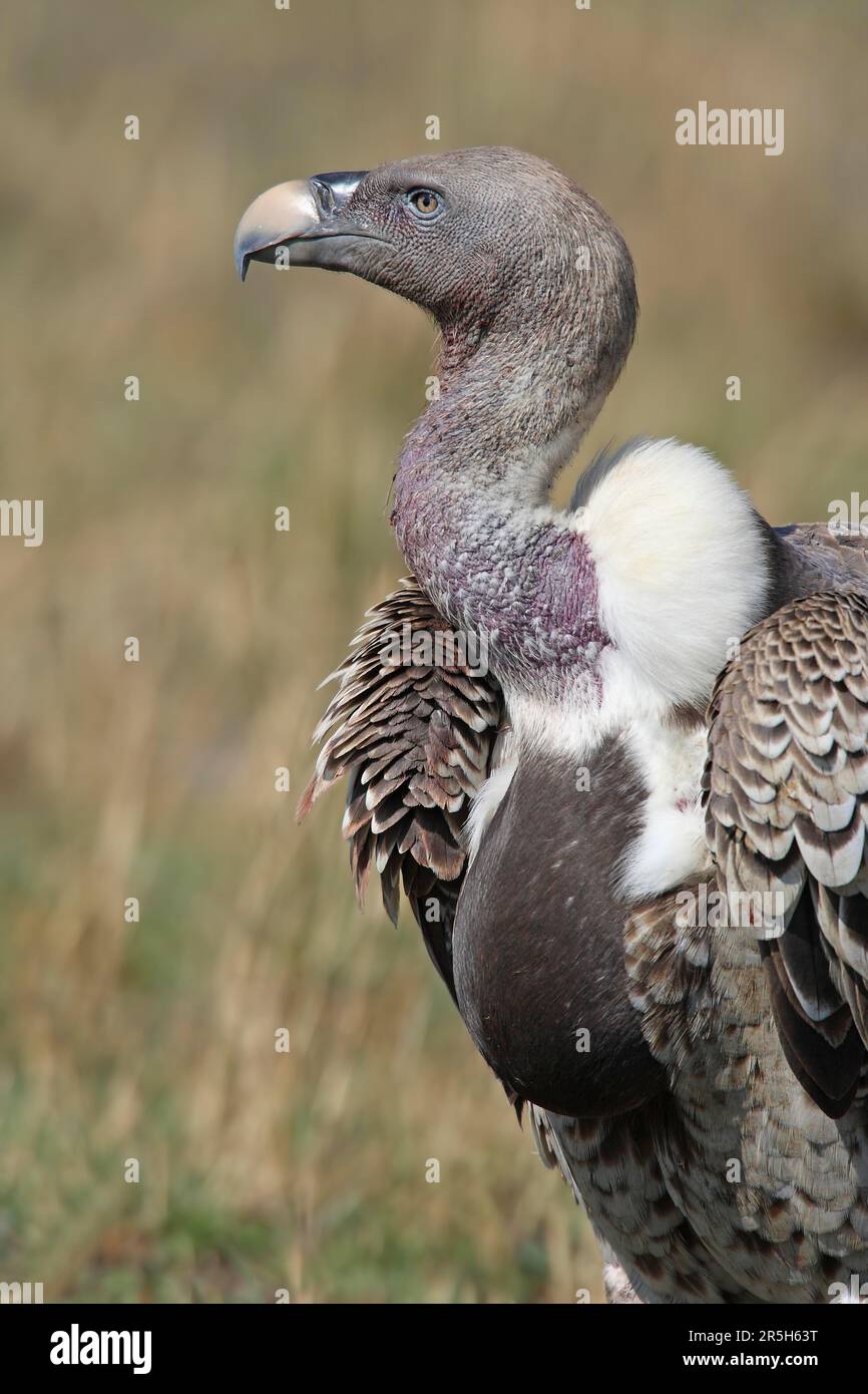 Sparrowhawk (Gyps rueppelli), Réserve de gibier de Maasai Mara, Kenya Banque D'Images