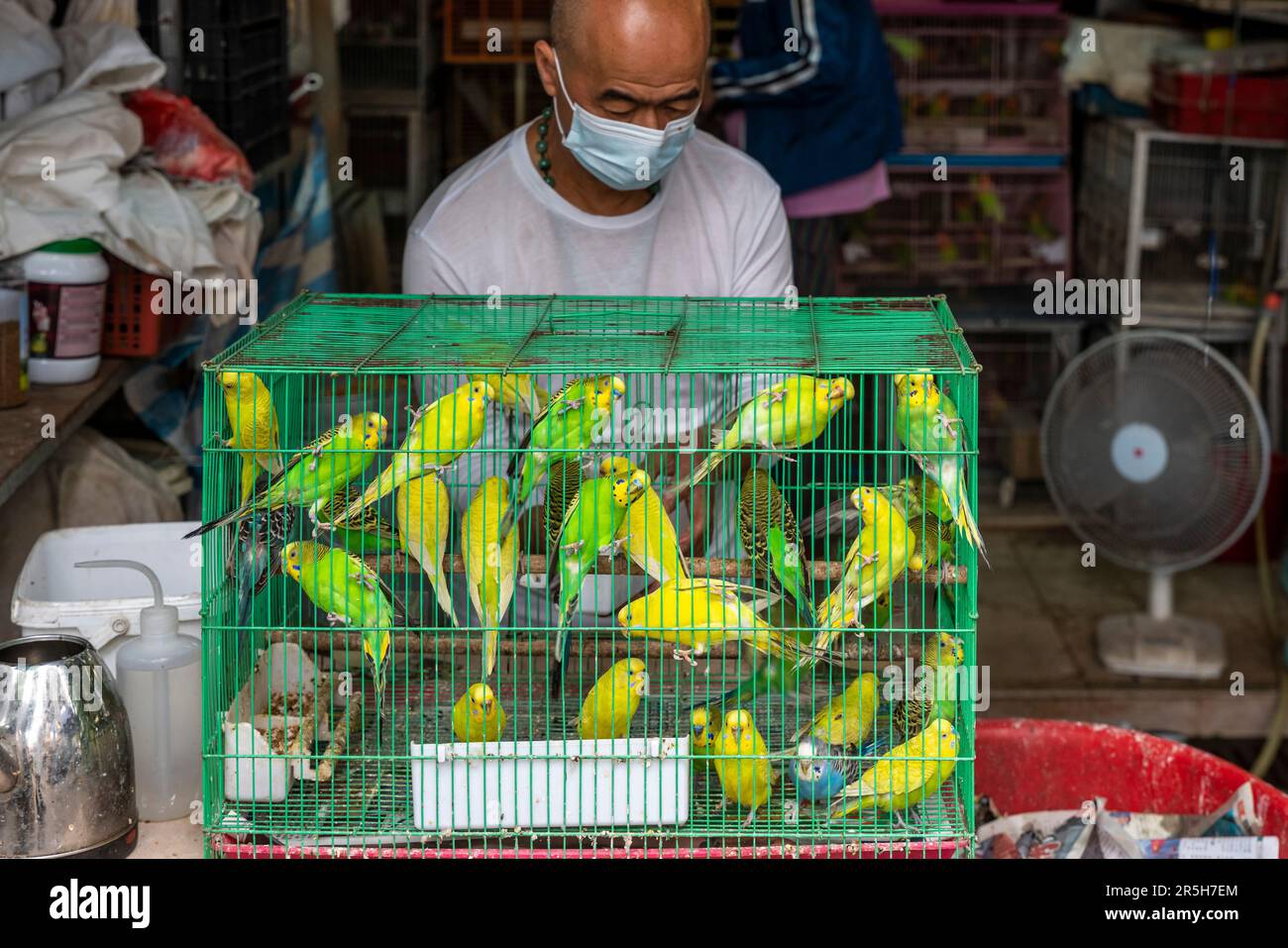 Oiseaux exotiques colorés à vendre au marché aux oiseaux de Hong Kong (marché aux oiseaux de la rue Yuen po), Kowloon, Hong Kong, Chine. Banque D'Images