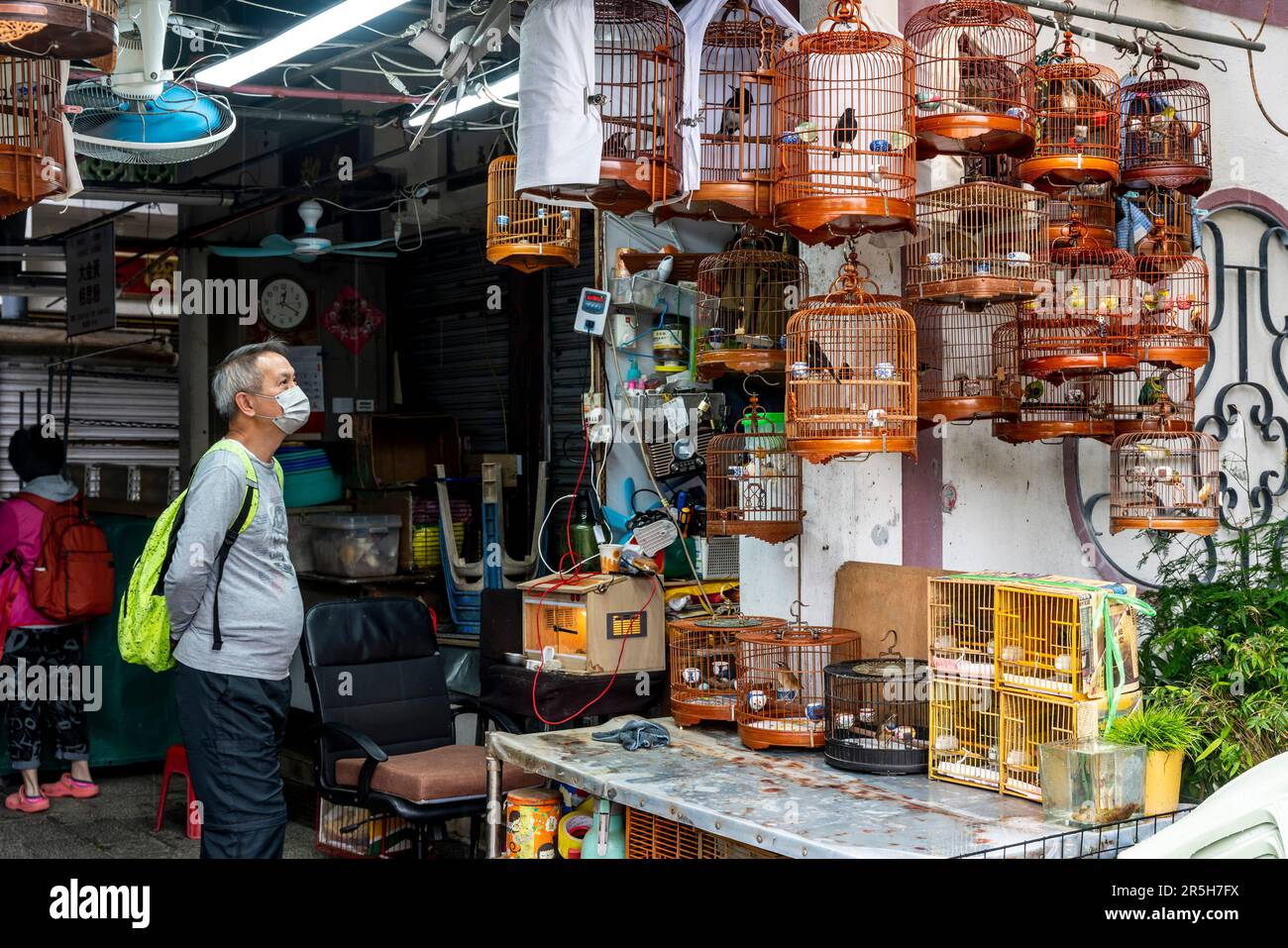 Oiseaux exotiques à vendre au marché aux oiseaux de Hong Kong (marché aux oiseaux de la rue Yuen po), Kowloon, Hong Kong, Chine. Banque D'Images