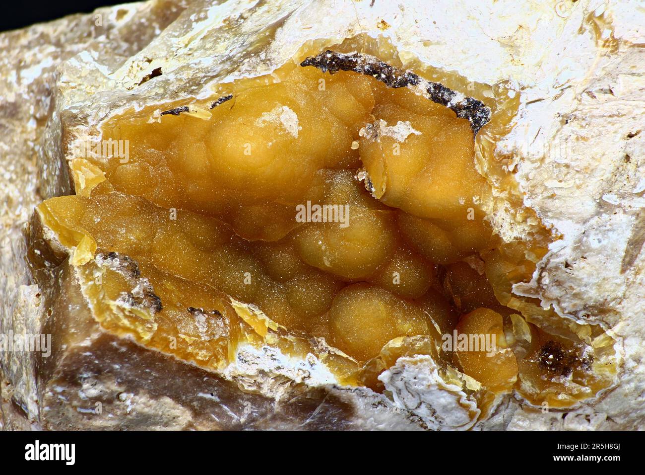 Chalcédoine frittée nodulaire de couleur jaune foncé dans la roche de silex Banque D'Images