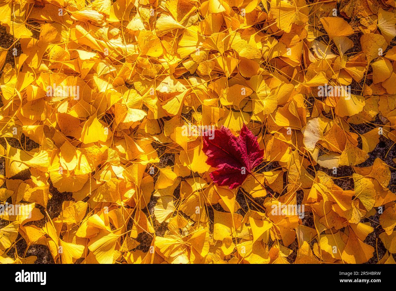 Feuille rouge sur les feuilles de ginko Banque D'Images