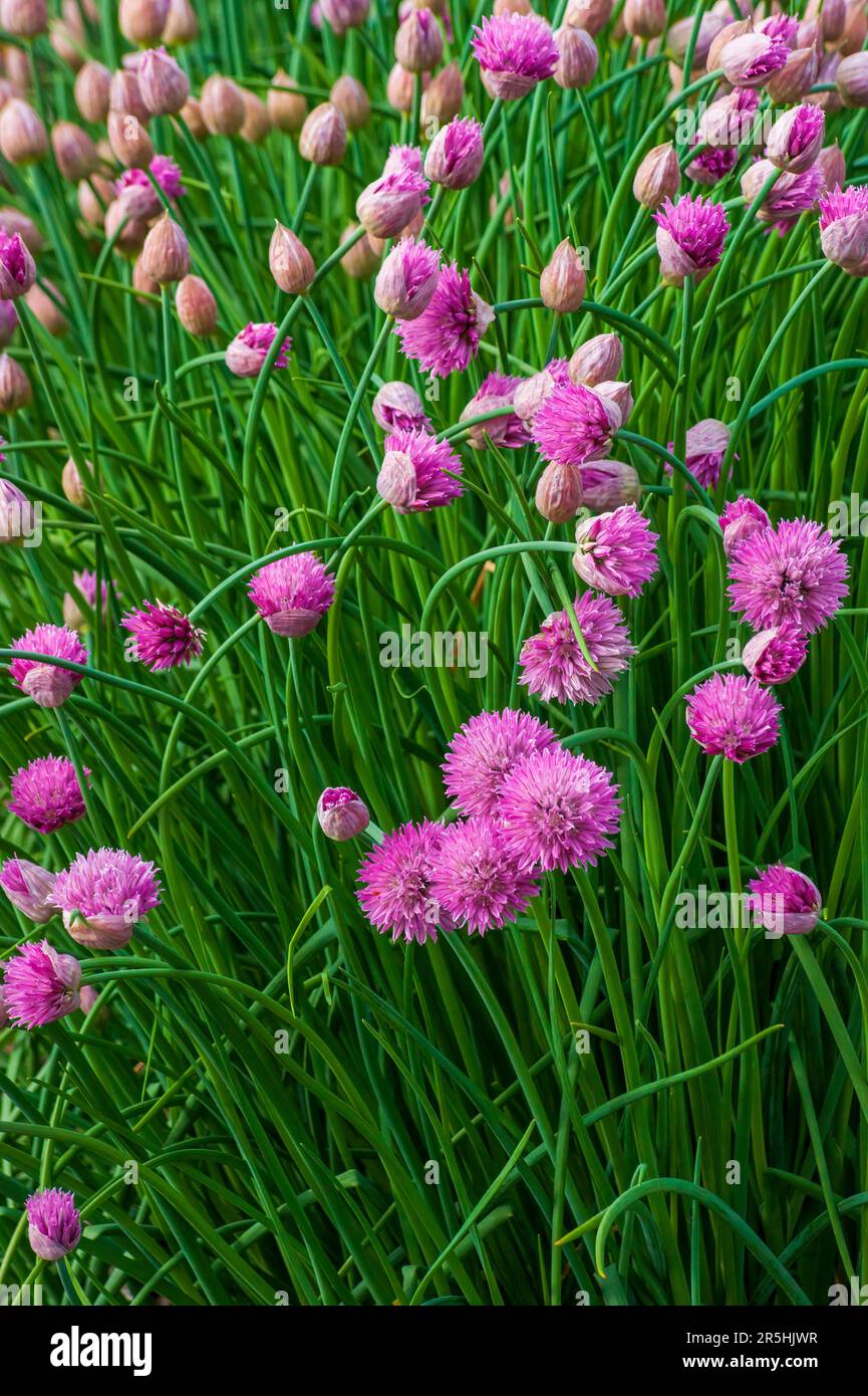 Ciboulette fleurie (Allium schoenoprasum). Fleurs violettes sur tiges. Jardin botanique de la Nouvelle-Angleterre à Tower Hill, Boylston, Massachusetts Banque D'Images