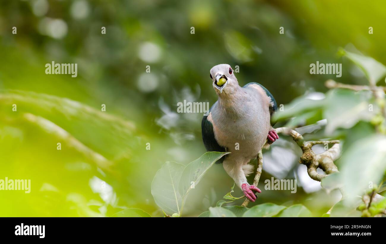 Pigeon impérial vert manger un fruit banyan, fruit sauvage sur le bec, pigeon impérial vert avaler un fruit. Banque D'Images