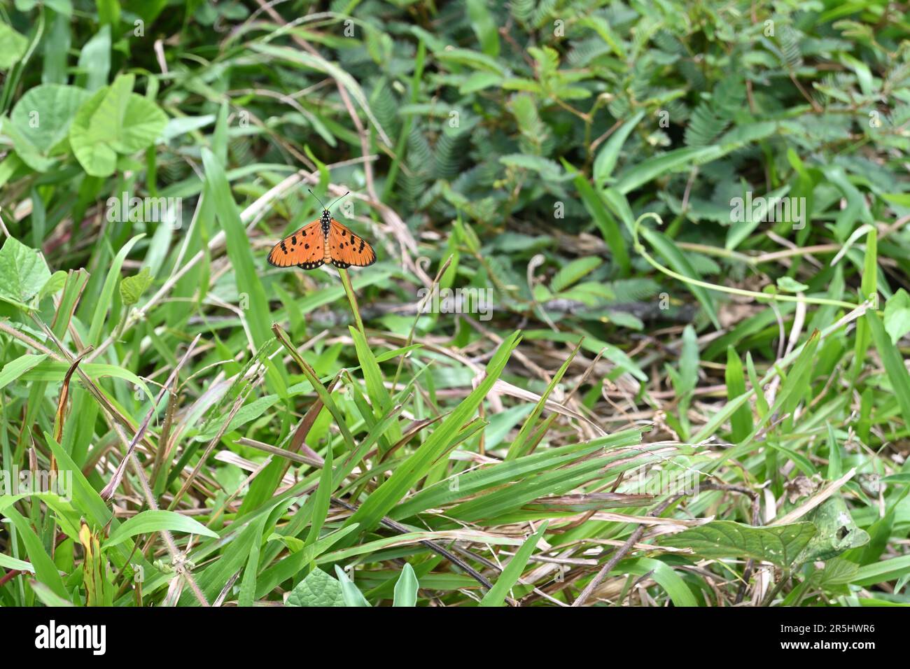 Côté supérieur vue dorsale d'un papillon de couleur orange coster Tawny (Acraea Terpsicore) perché sur une pointe de feuille d'herbe avec la zone herbacée environnante Banque D'Images