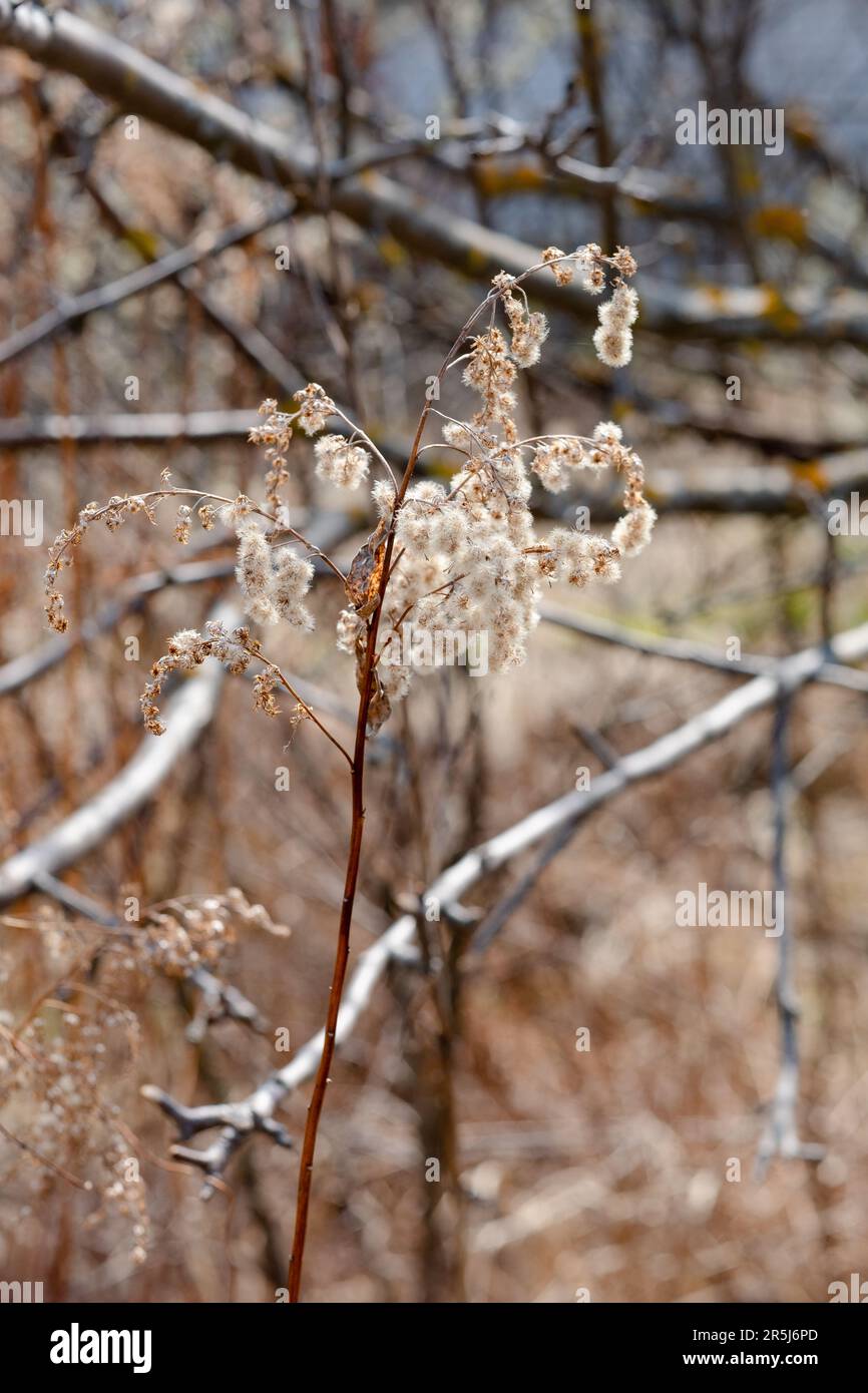 Une inflorescence sèche de bois de petite roseau , Calamagrostis epigejos, croissant dans la forêt. Un gros plan de la bushgrass le matin au début du printemps, sélectionnez Banque D'Images