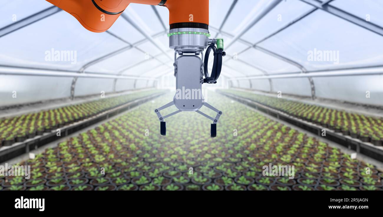 Le bras robot travaille dans une serre. Agriculture intelligente et agriculture numérique Banque D'Images