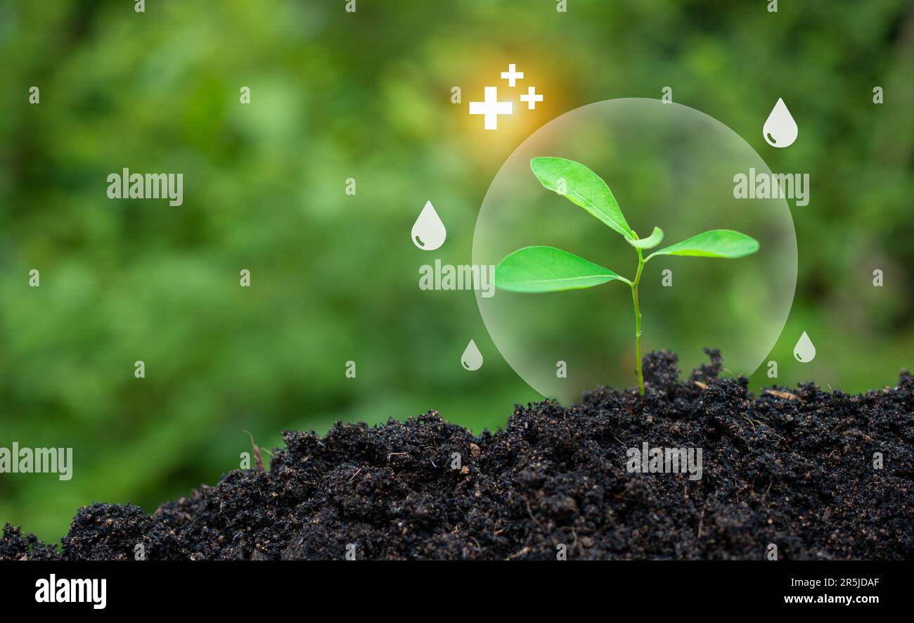 Arbres et gouttelettes d'eau dans la forêt verte. journée de l'environnement et journée de l'eau propre et renouvelable concept de protection de l'environnement de la protection du Banque D'Images