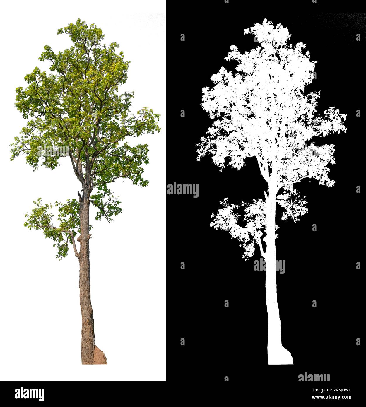 arbre isolé sur fond blanc avec masque, sélectionné à l'intérieur de l'image avec image blanche facile à sélectionner pour la forme, haute qaulity dicut Banque D'Images
