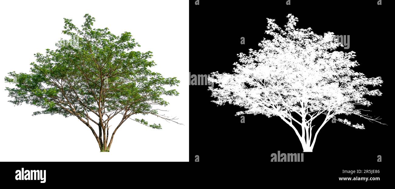 arbre isolé sur fond blanc avec masque, sélectionné à l'intérieur de l'image avec image blanche facile à sélectionner pour la forme, haute qaulity dicut Banque D'Images