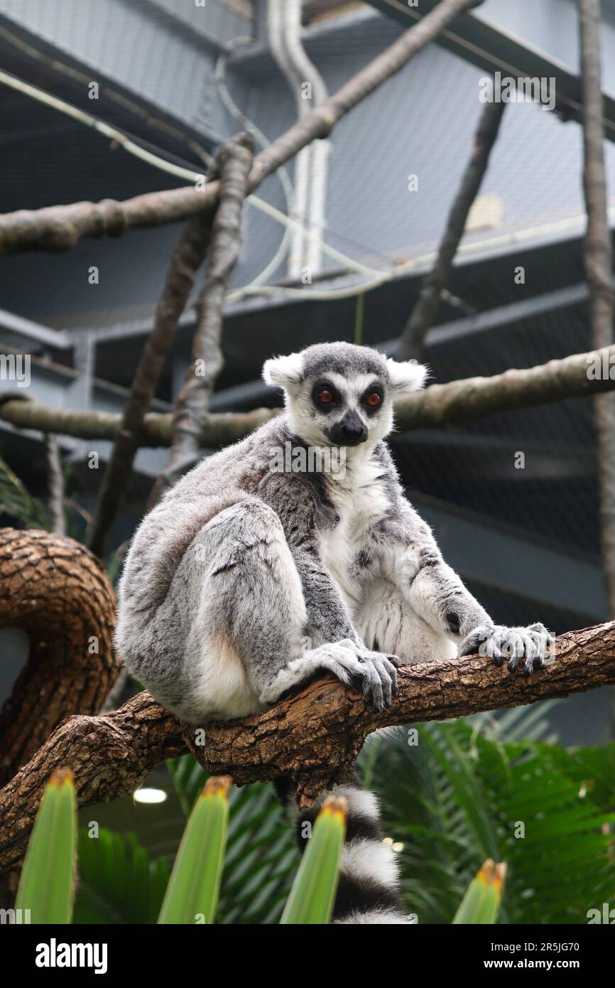 Un lémur, animal indigène de Madagascar, assis sur la branche d'un arbre Banque D'Images