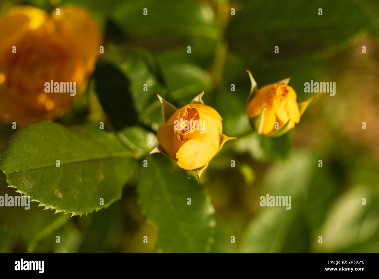 des roses jaunes se baissent le matin sous le soleil, attendant de s'ouvrir Banque D'Images